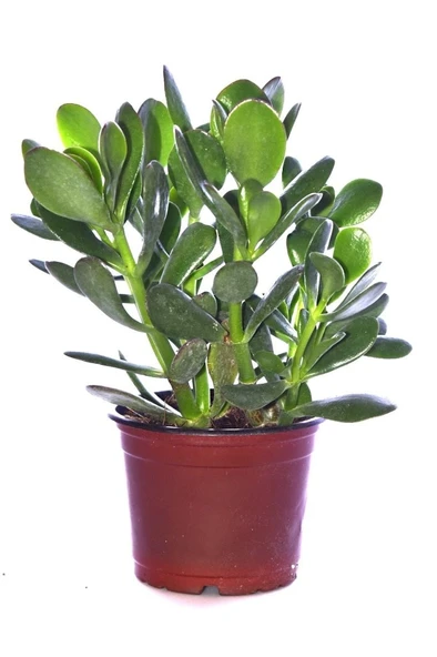 Para Ağacı Çiçeği Yeşim Bitkisi Crassula Ovata Fidanı 10-20 cm ürün görseli 1
