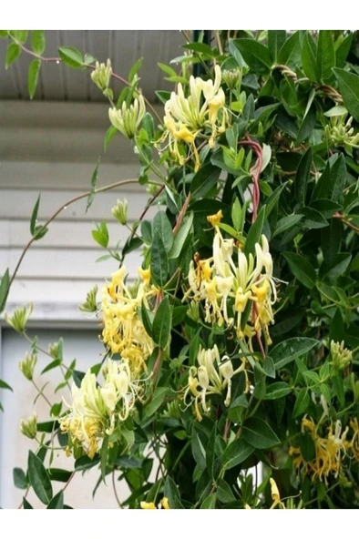 Lonicera Caprifolium Hanımeli Çiçeği Fidanı 10-20 cm ürün görseli 1