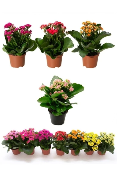Kalanşo Çiçeği, Kalanchoe Çiçeği Fidanı 10-20 Cm 1 Adet ürün görseli 1
