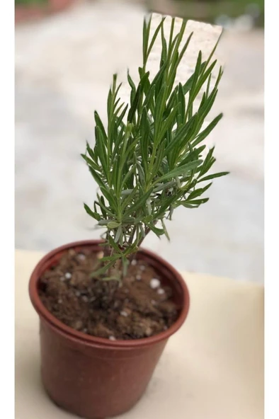 Lavanta Çiçeği Fidanı 10-20  cm ürün görseli 1