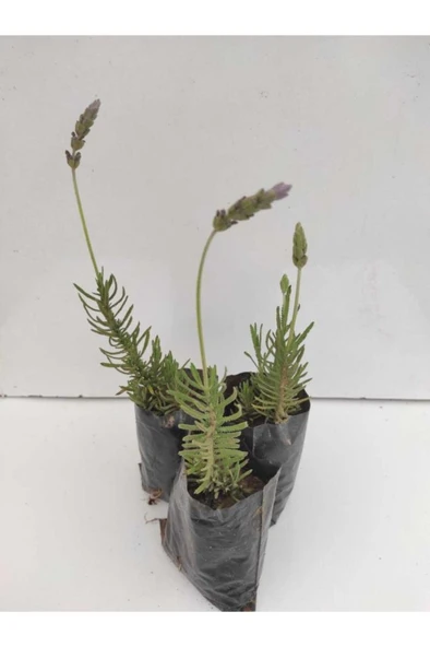 Lavanta Çiçeği Fidanı 10-20  cm - Resim 2