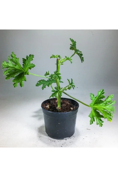 Pelargonium Graveolens - Itır Bitkisi Mis Kokulu (8.5 cm Saksıda) ürün görseli 1