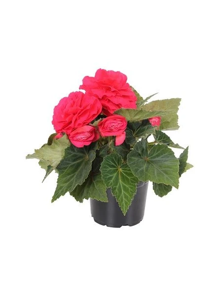 Begonya Fidanı Kırmızı 10-20 cm ürün görseli 1