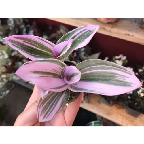 Tradescantia Nanouk Pembe Telgraf Çiçeği 10-20 cm ürün görseli 1