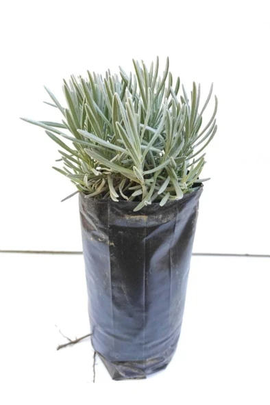 Lavanta Çiçeği Fidanı 10-20  cm ürün görseli 1