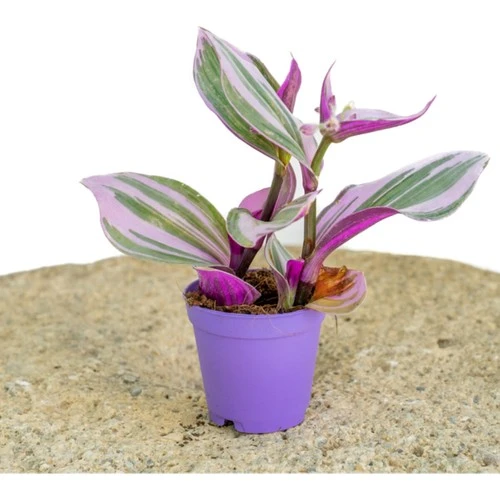 Telgraf Çiçeği Fidanı 10-20 cm ürün görseli 1