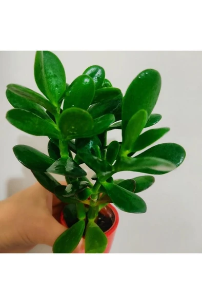 Para Çiçegi Sans Bıtkısı Bonsai Para Çiçeği 10-20 cm ürün görseli 1