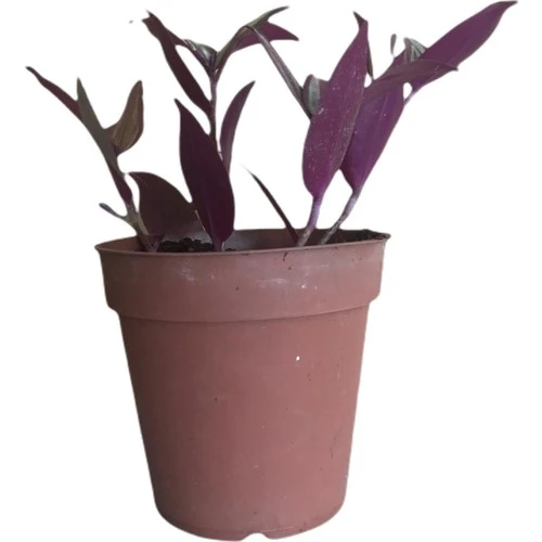 Telgraf Çiçeği-Tradescantia Küçük Boy 10-20 cm ürün görseli 1