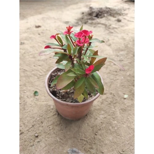 Dikenler Tacı Fidanı Kırmızı 10-20 cm ürün görseli 1