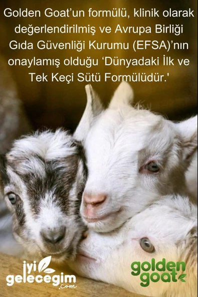 Golden Goat 3 Devam Keçi Sütü 400 gr 6 Adet - Resim 5