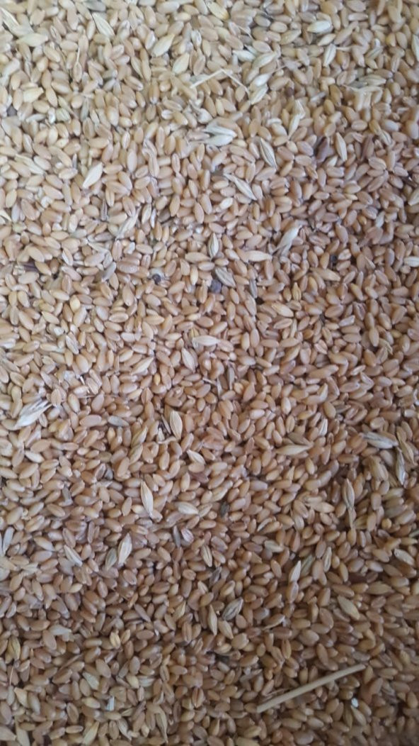 Yemlik Tane Buğday 1 Kg (güvercin Yemi) ürün görseli 1