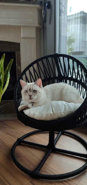 Lepus Galaxi Model Kedi Yatak Mix ürün görseli 1