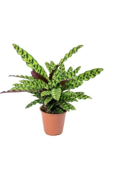 Calathea Lancifolia 'rattlesnake' Dua Çiçeği Kaladya 10-20 cm ürün görseli 1