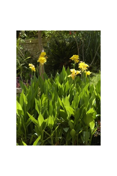 Canna Indica Yellow Sarı Tesbih Çiçeği Saksıda 10-20 cm ürün görseli 1