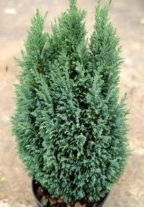 Yılbaşı Çamı Elvodi Çamı 30-60 cm - Resim 3