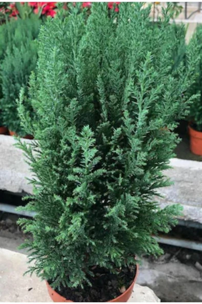 Yılbaşı Çamı Elvodi Çamı 30-60 cm - Resim 5