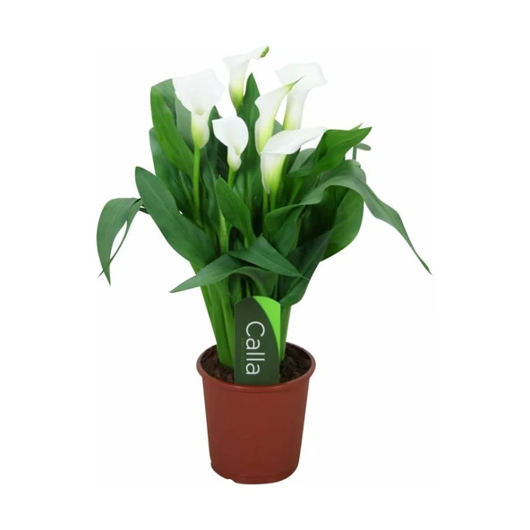 Gala gelin Çiçeği (Calla Lily) Beyaz 10-20 cm ürün görseli 1