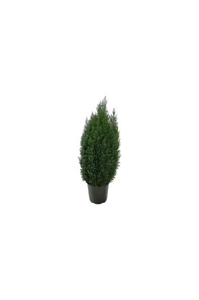 Salon Çamı Elwoodi Çamı 20-25 cm Ev Ofis Bitkisi Salon Bitki ürün görseli 1