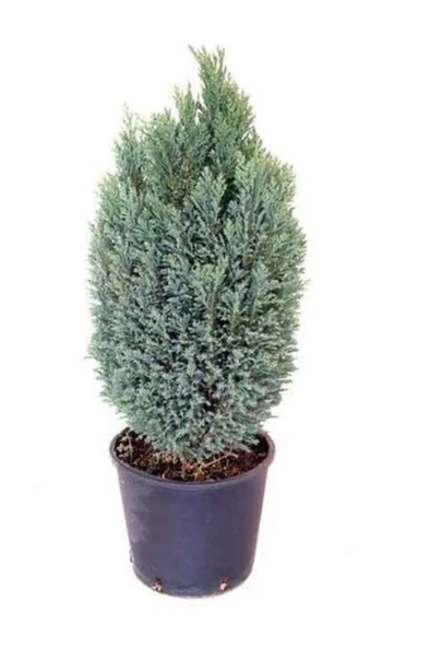 Peyzaj Çamı Ev Salon Çamı Elwoodii 35-60 cm ürün görseli 1