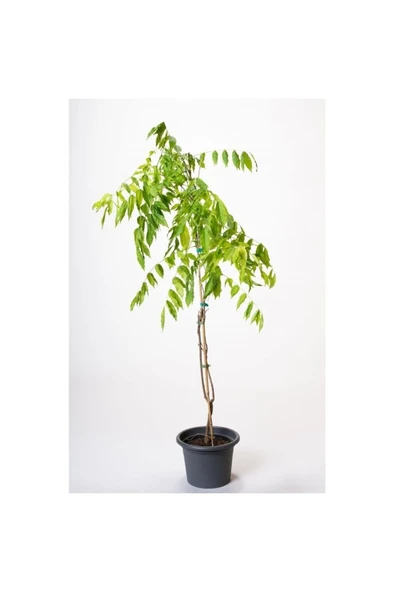 Mor Salkım Fidanı 10-20 cm ürün görseli 1