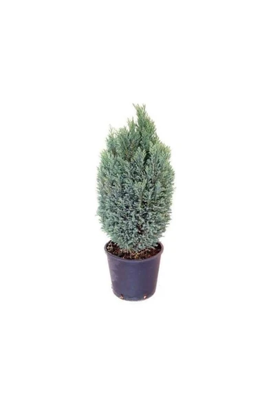 Elvudi Elwoodi Çam Fidanı 40-60 Cm ürün görseli 1