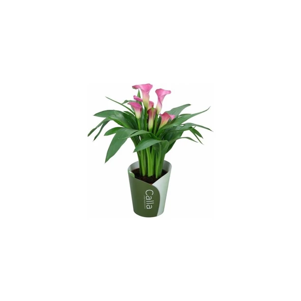 Gala Gelin Çiçeği (Calla Lily) Pembe 10-20 cm ürün görseli 1