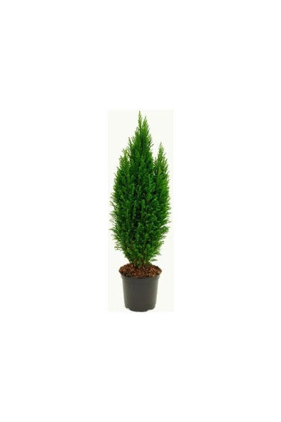 Mavi Elwoodi Çamı Fidanı 30-40 cm ürün görseli 1