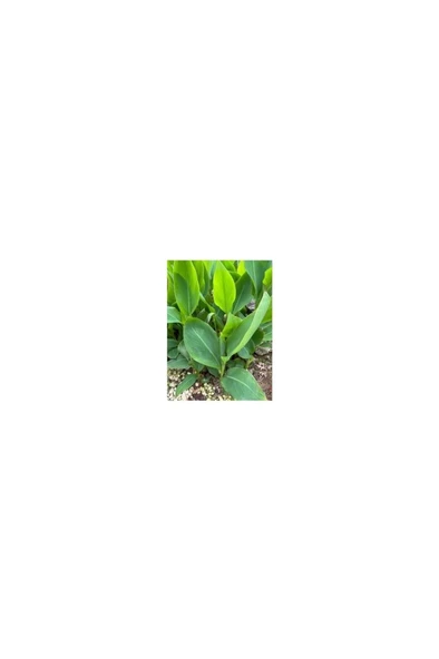 Kanı Canna Indica Yellow King Humbert Kanna Canna Zambağı Fidanı ürün görseli 1