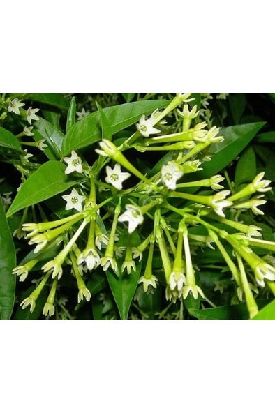 Gece Sefası Limon Çiçeği Melisa 3 Adet 10-20 cm - Resim 2