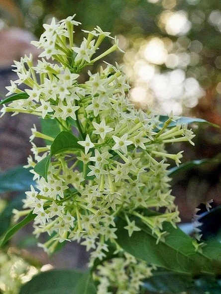 Gece Sefası Limon Çiçeği Melisa 3 Adet 10-20 cm - Resim 4