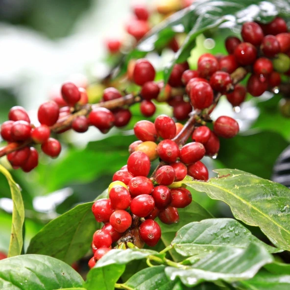 Tüplü Coffea Arabica Kahve Fidanı (Extra Bol Yavrulu) ürün görseli 1