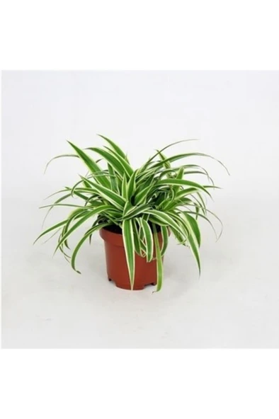 Yavrulu Kurdele Çiçeği Fidanı Chlorophytum 10-20 cm ürün görseli 1