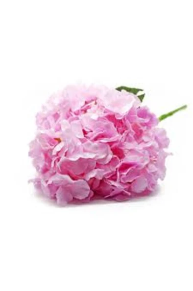 Ortanca Çiçeği Ortanca Canlı Çiçek Pembe 10-20 cm ürün görseli 1