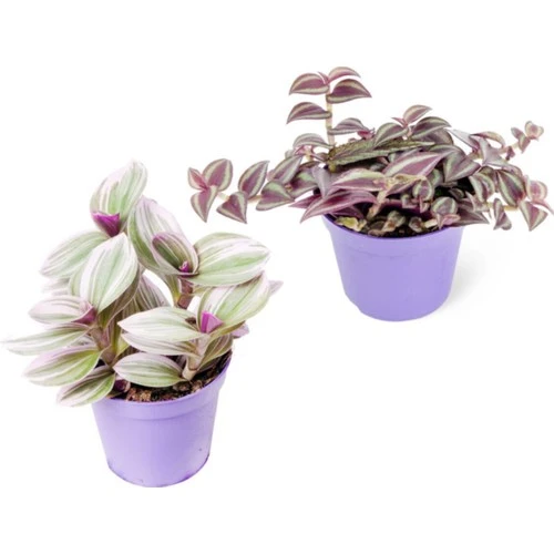 Tradescantia Nanouk & Zebrina Set 2 Adet Telgraf Çiçeği Fidanı ürün görseli 1