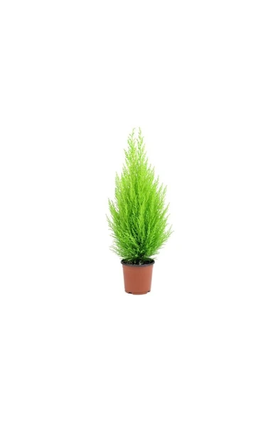 Limoni Servi Çam Fidanı Salon Çamı Boyu 10-20 Cm Limon Kokulu ürün görseli 1
