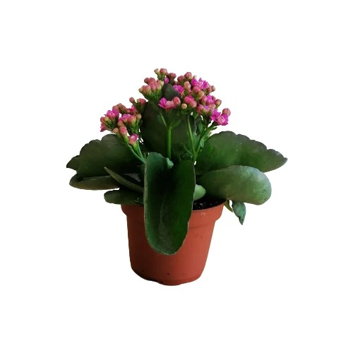 Kalanchoe - Kalanşo Çiçeği Fidanı (Mor Çiçekli) 10-20 cm ürün görseli 1