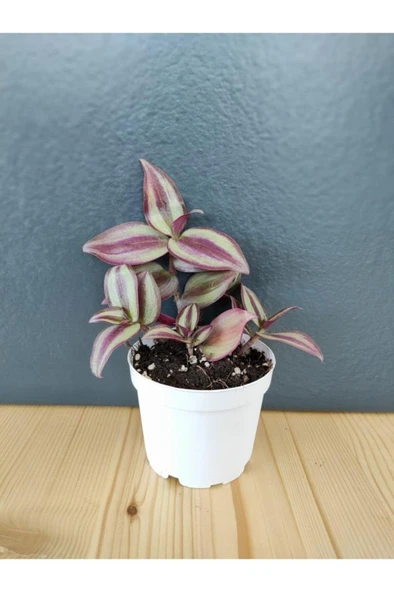 Tradescantia Zebrina - Telgraf Çiçeği Fidnı 10-20 cm ürün görseli 1