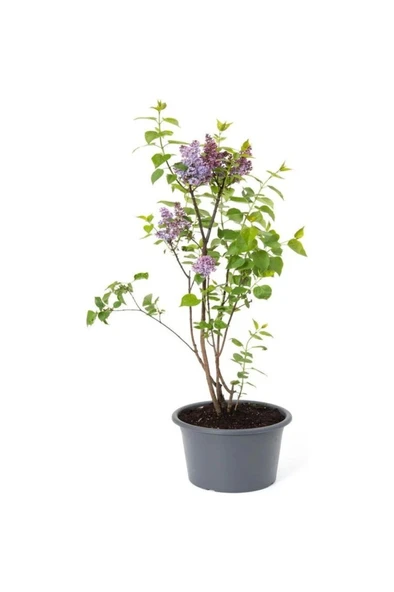 Kokulu Leylak Çiçeği Fidanı 1 Adet Saksılı 30-60 cm (SYRİNGA) ürün görseli 1