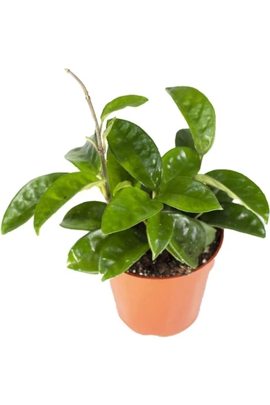 Mum Çiçeği Hoya Carnosa Fidesi Fidanı 10-20 cm ürün görseli 1