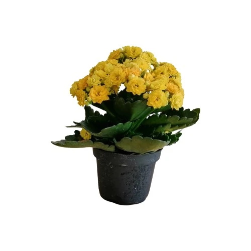 Kalanchoe Kalanşo Çiçeği Fidanı (Sarı Çiçekli) 10-20 cm ürün görseli 1