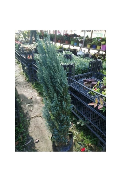 Elwoodi Çamı Fidanı 30-60 cm ürün görseli 1