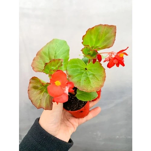 Karışık Renk Şeker Begonya Kırmızı-Pembe-Beyaz 1 Adet 10-20 cm ürün görseli 1