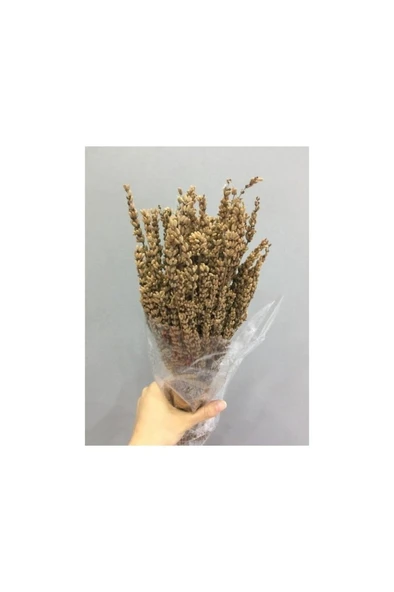Lavanta Şoklanmış Kokulu Naturel Hardal Renk 40-50 cm ürün görseli 1