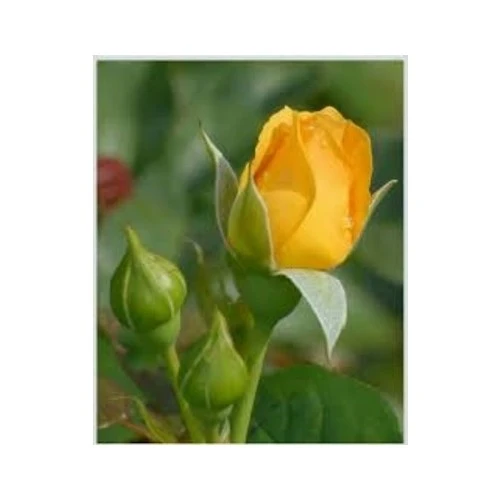 Gül Fidanı Sarı 10-20 cm - Resim 2