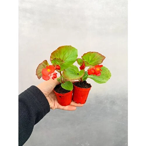 Karışık Renk Şeker Begonya Begonia Semperflorens 2 Adet 10-20 cm ürün görseli 1
