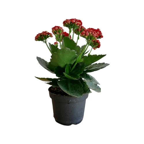 Kalanchoe Kalanşo Çiçeği Fidanı (Kırmızı Çiçekli) 10-20 cm ürün görseli 1