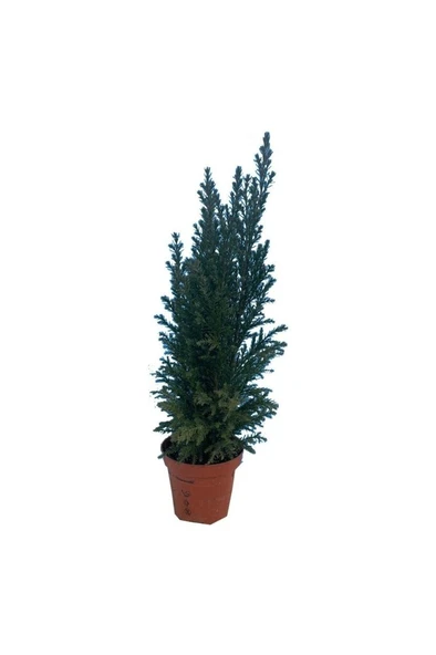 Elwoodi Çamı Fidanı 30-60 cm ürün görseli 1