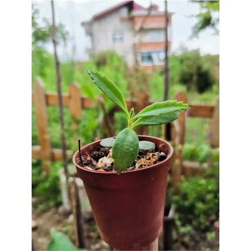 Aşkın Gözyaşı Çiçeği Fidanı 10-20 cm ürün görseli 1