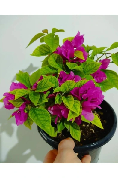 Begonvil Çiçeği Fidanı 10-20 cm - Resim 2