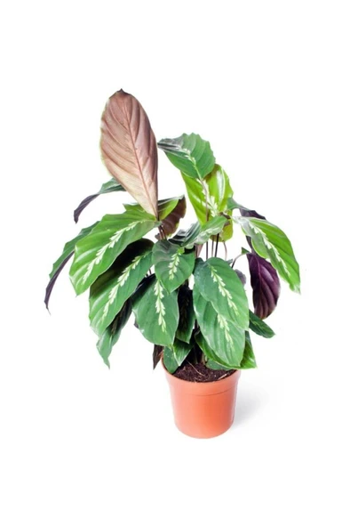 Calathea Louisae Dua Çiçeği Ofis Salon Iç Mekan Bitkisi 10-20 cm ürün görseli 1